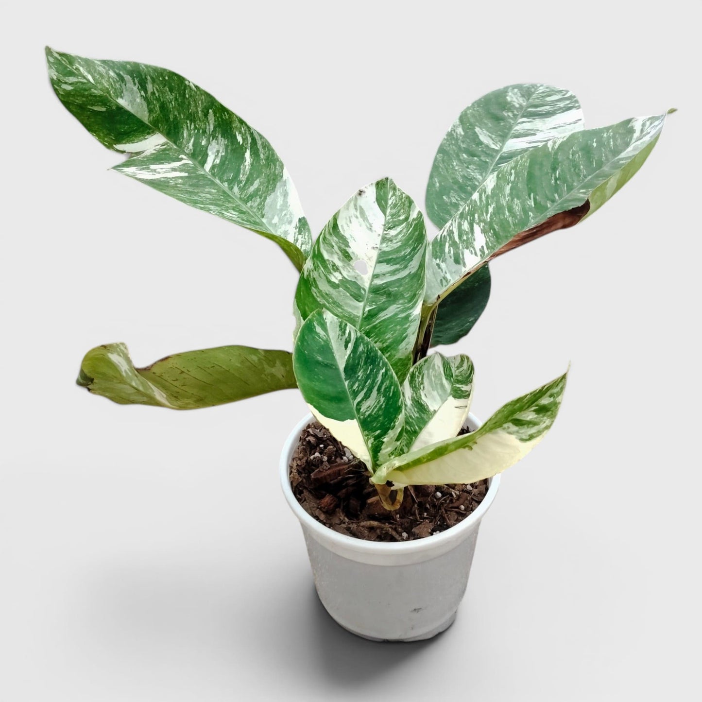 Epipremnum Giganteum Albo Variegated Rare Mature 12–15 Inches Live Plant