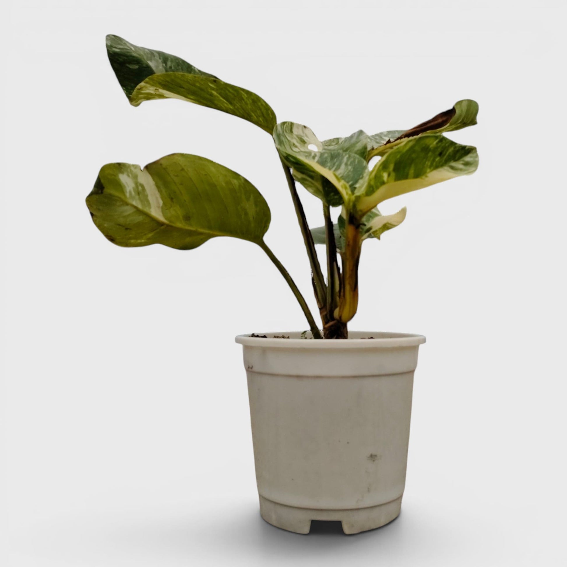 Epipremnum Giganteum Albo Variegated Rare Mature 12–15 Inches Live Plant