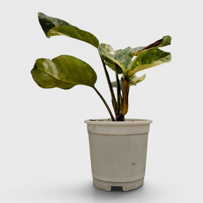 Epipremnum Giganteum Albo Variegated Rare Mature 12–15 Inches Live Plant