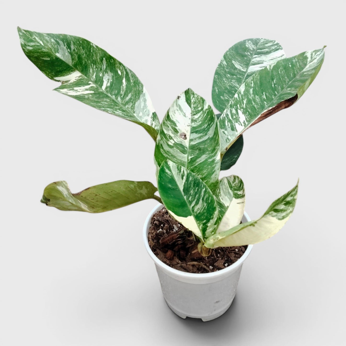 Epipremnum Giganteum Albo Variegated Rare Mature 12–15 Inches Live Plant
