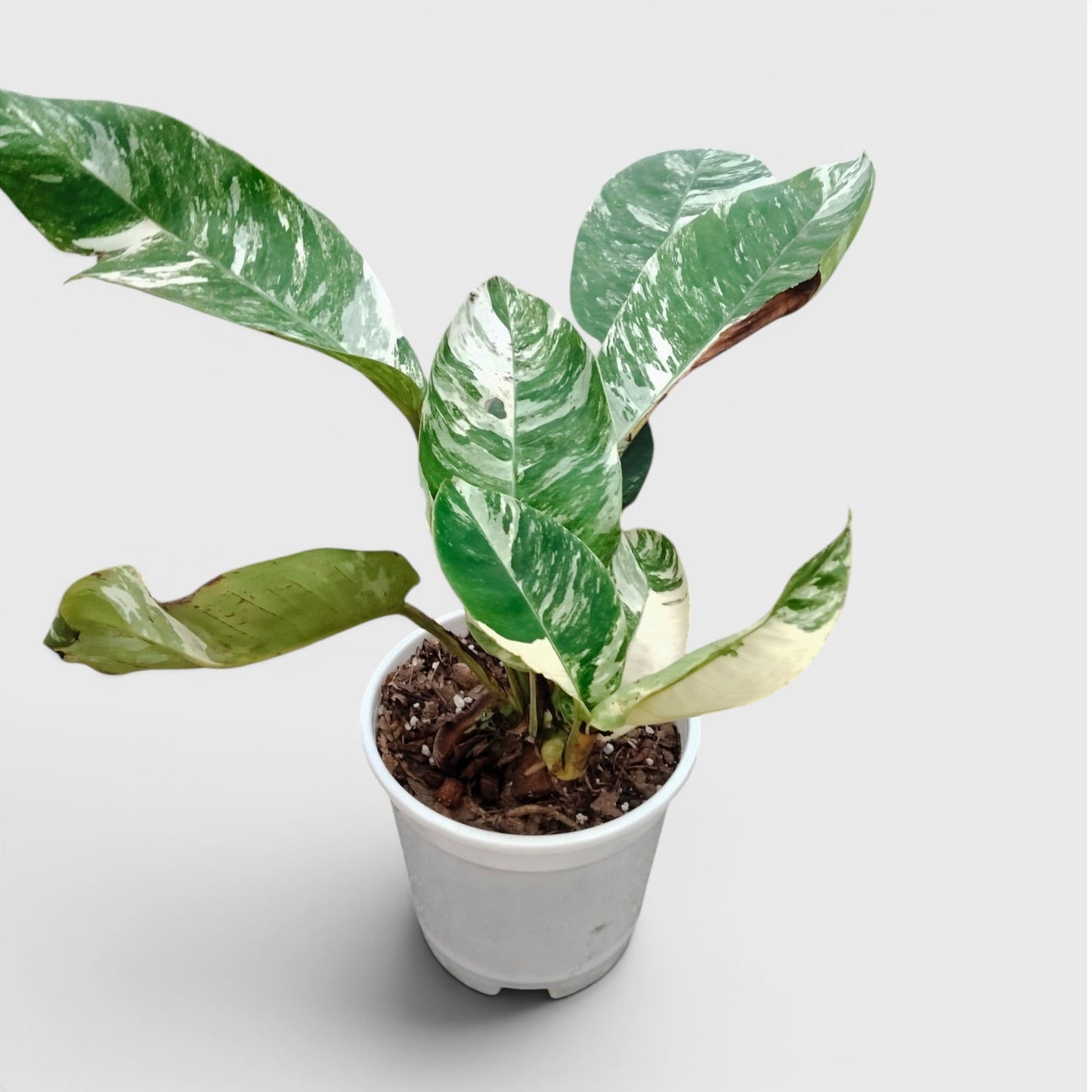 Epipremnum Giganteum Albo Variegated Rare Mature 12–15 Inches Live Plant