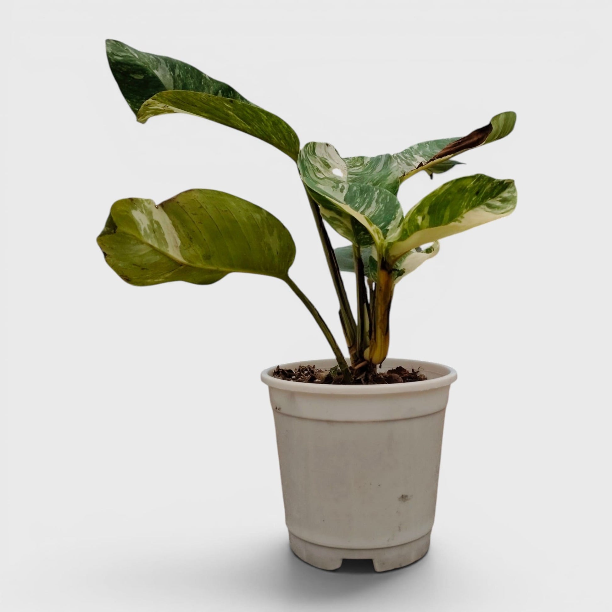 Epipremnum Giganteum Albo Variegated Rare Mature 12–15 Inches Live Plant