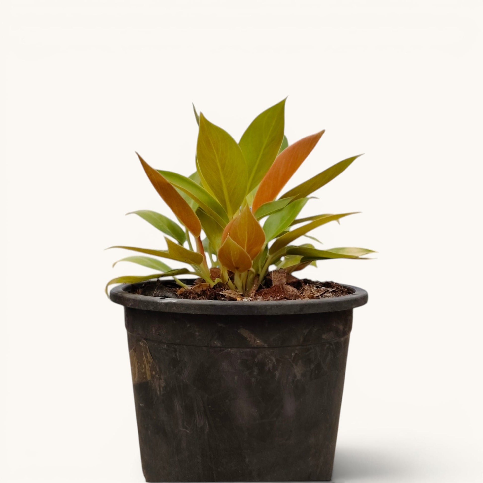 Philodendron Green Congo Variegated – 10–12 Inch Plant