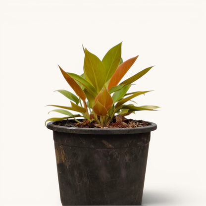 Philodendron Green Congo Variegated – 10–12 Inch Plant