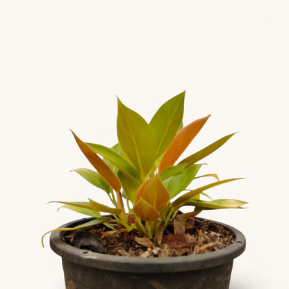 Philodendron Green Congo Variegated – 10–12 Inch Plant