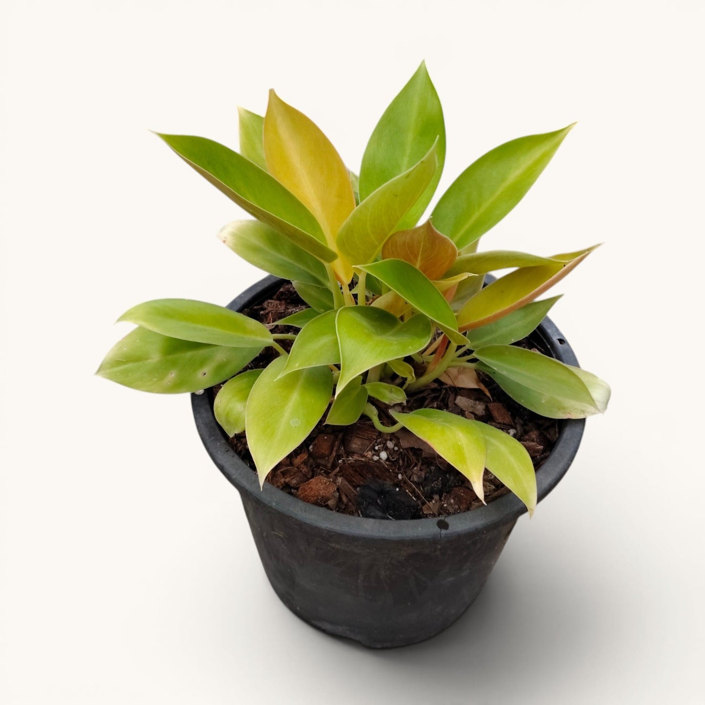 Philodendron Green Congo Variegated – 10–12 Inch Plant