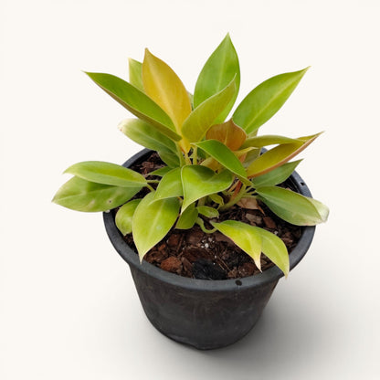 Philodendron Green Congo Variegated – 10–12 Inch Plant