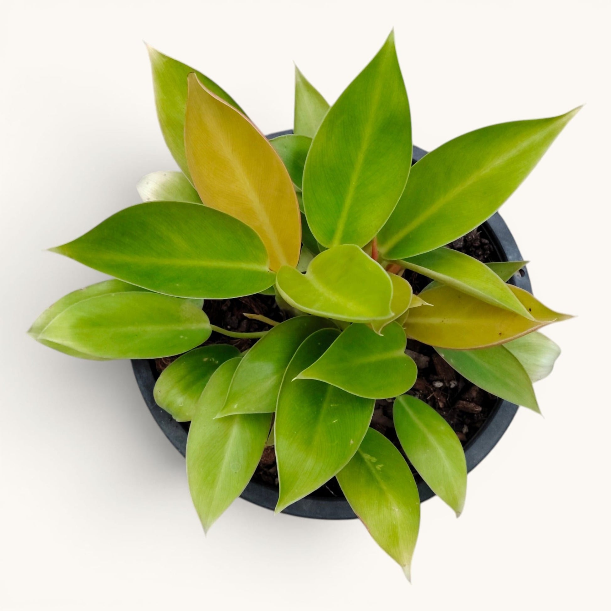 Philodendron Green Congo Variegated – 10–12 Inch Plant