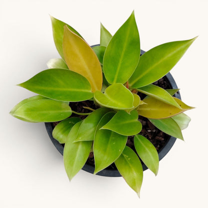 Philodendron Green Congo Variegated – 10–12 Inch Plant