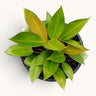 Philodendron Green Congo Variegated – 10–12 Inch Plant