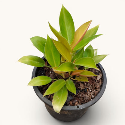 Philodendron Green Congo Variegated – 10–12 Inch Plant