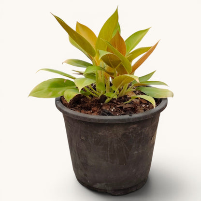 Philodendron Green Congo Variegated – 10–12 Inch Plant