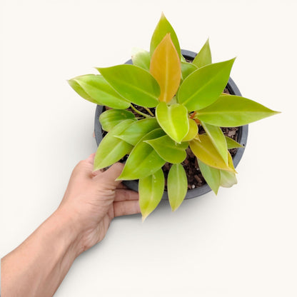 Philodendron Green Congo Variegated – 10–12 Inch Plant