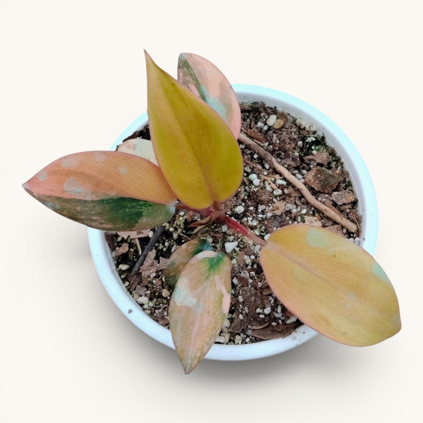 Hybrid Philodendron Red Congo Variegated – Well Rooted 6–10 Inch