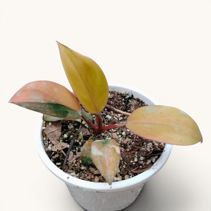 Hybrid Philodendron Red Congo Variegated – Well Rooted 6–10 Inch
