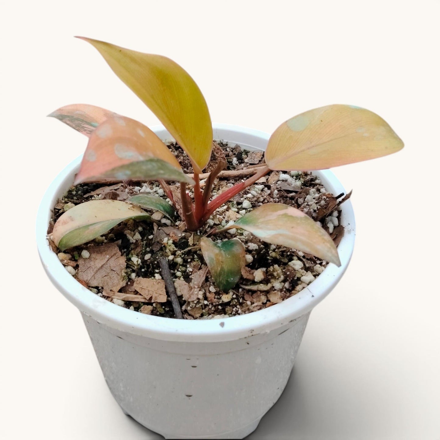 Hybrid Philodendron Red Congo Variegated – Well Rooted 6–10 Inch