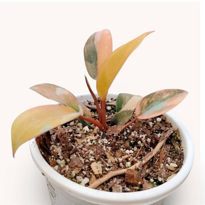 Hybrid Philodendron Red Congo Variegated – Well Rooted 6–10 Inch