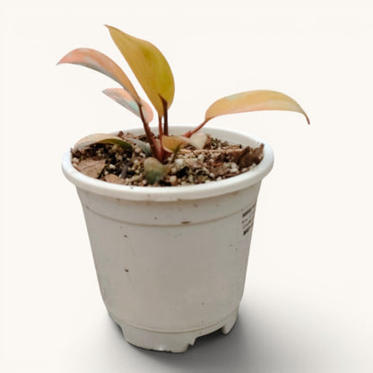 Hybrid Philodendron Red Congo Variegated – Well Rooted 6–10 Inch
