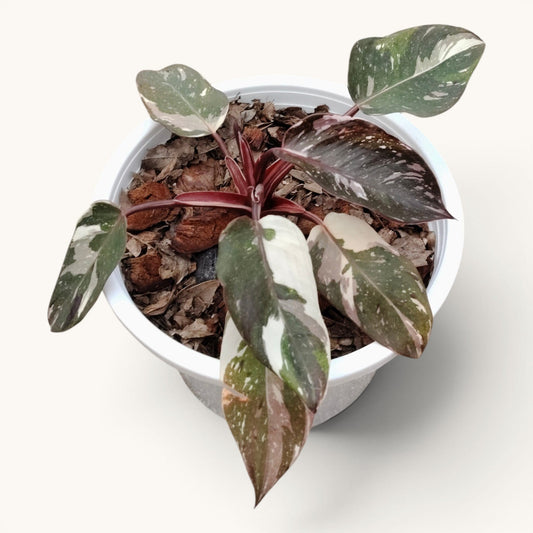 Philodendron Red Anderson Variegated Rare 8-12 Inches Mature Well Rooted Live Plant