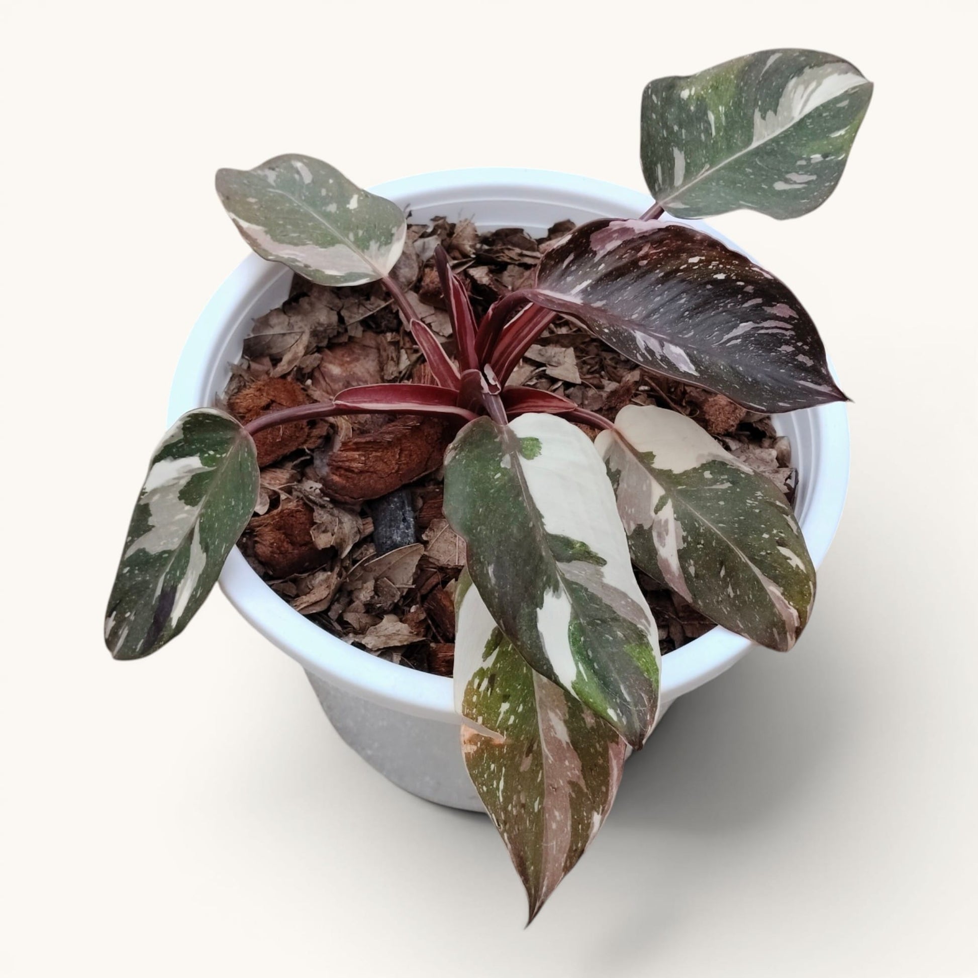 Philodendron Red Anderson Variegated Rare 8-12 Inches Mature Well Rooted Live Plant