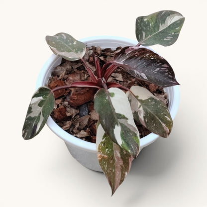 Philodendron Red Anderson Variegated Rare 8-12 Inches Mature Well Rooted Live Plant