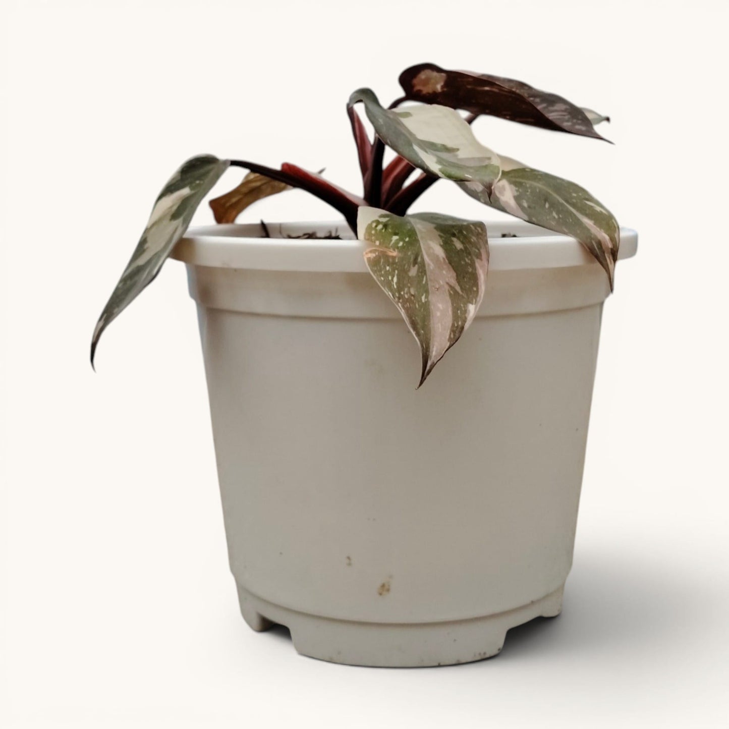 Philodendron Red Anderson Variegated Rare 8-12 Inches Mature Well Rooted Live Plant