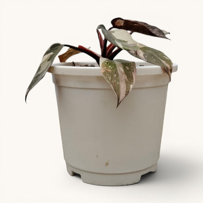 Philodendron Red Anderson Variegated Rare 8-12 Inches Mature Well Rooted Live Plant