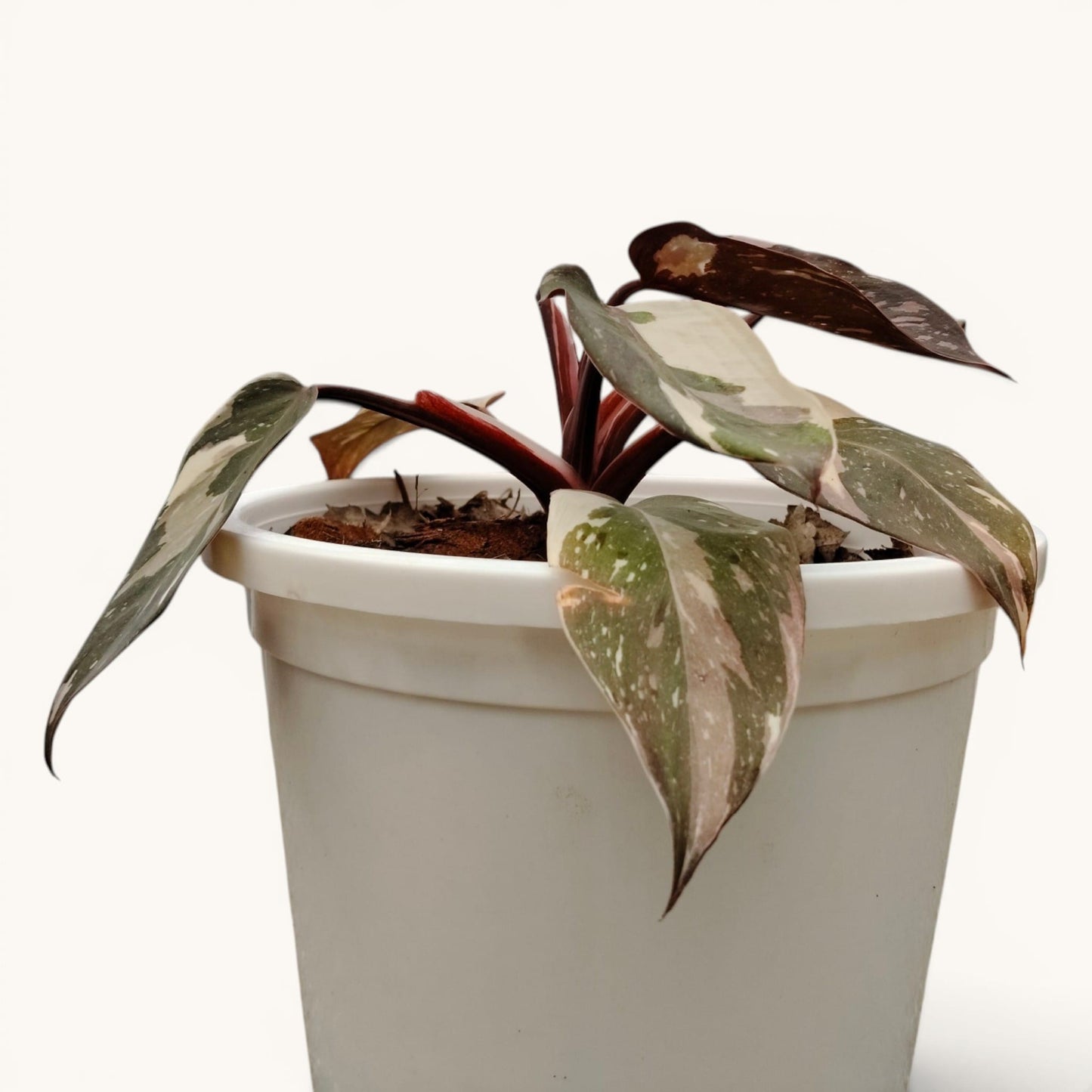 Philodendron Red Anderson Variegated Rare 8-12 Inches Mature Well Rooted Live Plant