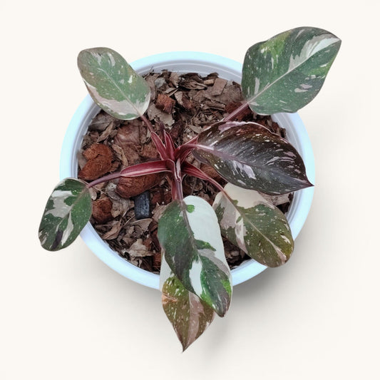 Philodendron Red Anderson Variegated Rare 8-12 Inches Mature Well Rooted Live Plant