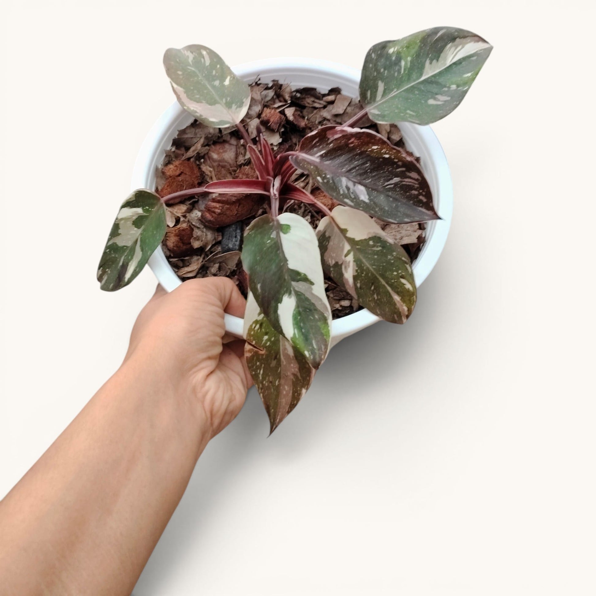 Philodendron Red Anderson Variegated Rare 8-12 Inches Mature Well Rooted Live Plant