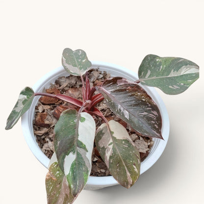Philodendron Red Anderson Variegated Rare 8-12 Inches Mature Well Rooted Live Plant
