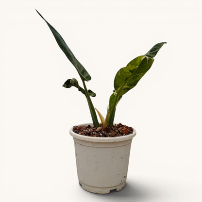 Rare Philodendron Orlando Variegated Hybrid - 12-20 Inches Big Size Live Plant (1 Piece Only)