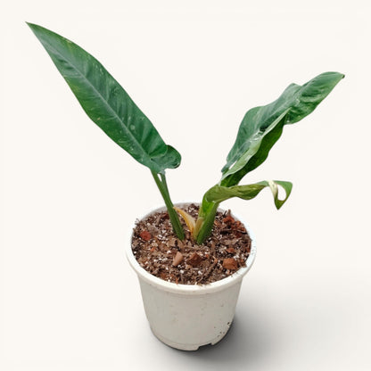 Rare Philodendron Orlando Variegated Hybrid - 12-20 Inches Big Size Live Plant (1 Piece Only)