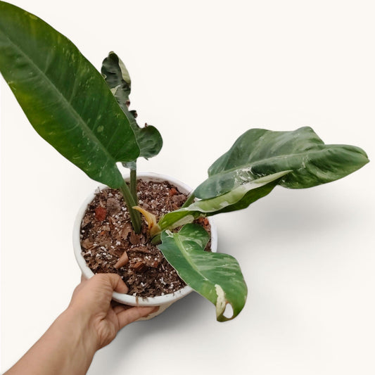 Rare Philodendron Orlando Variegated Hybrid - 12-20 Inches Big Size Live Plant (1 Piece Only)