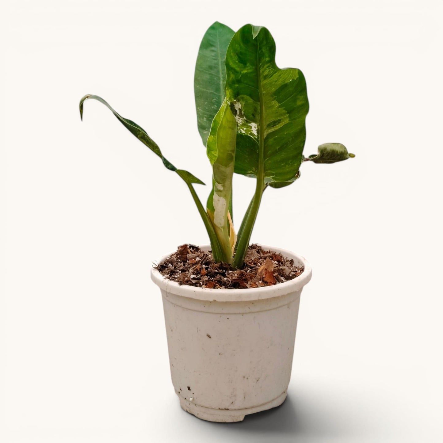 Rare Philodendron Orlando Variegated Hybrid - 12-20 Inches Big Size Live Plant (1 Piece Only)