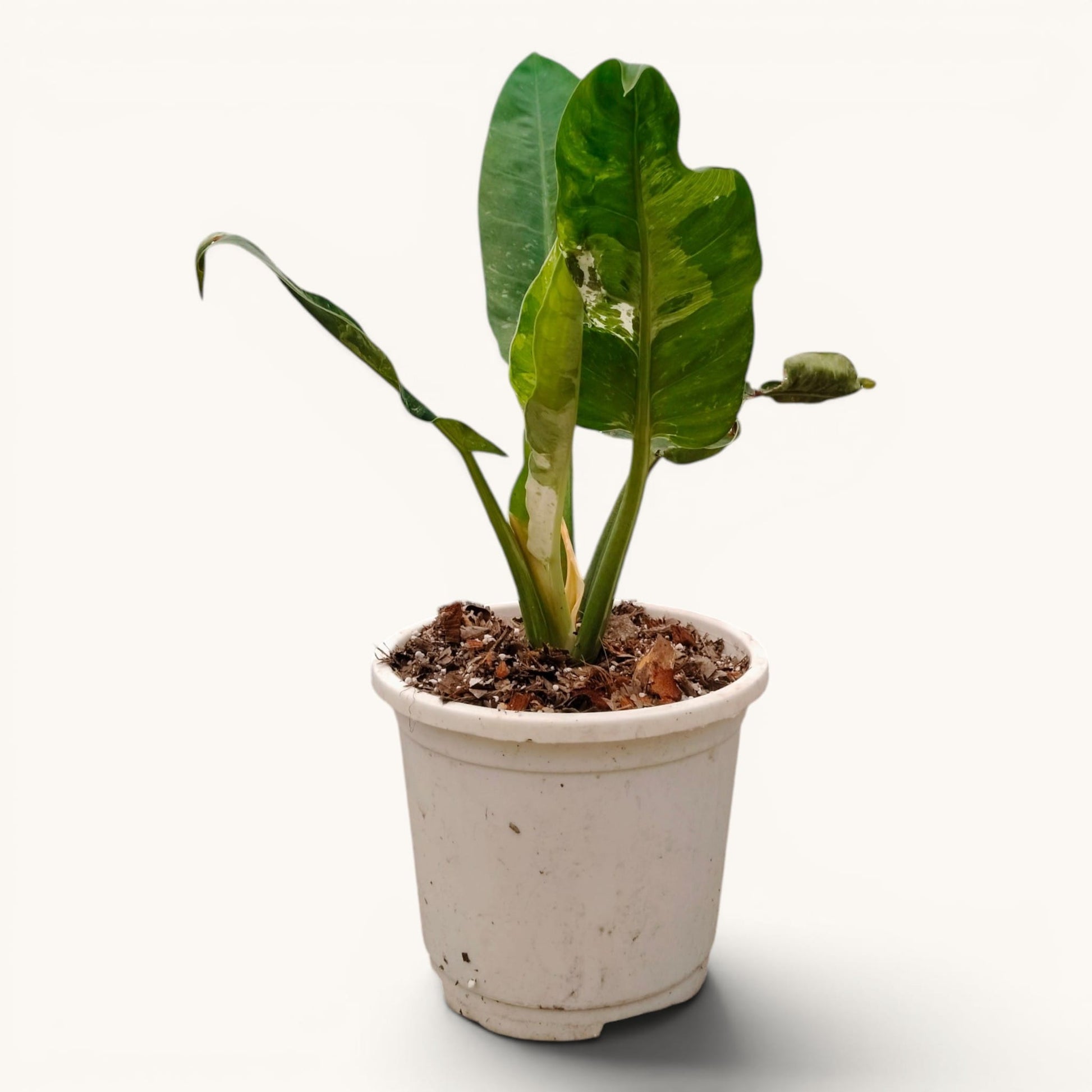 Rare Philodendron Orlando Variegated Hybrid - 12-20 Inches Big Size Live Plant (1 Piece Only)