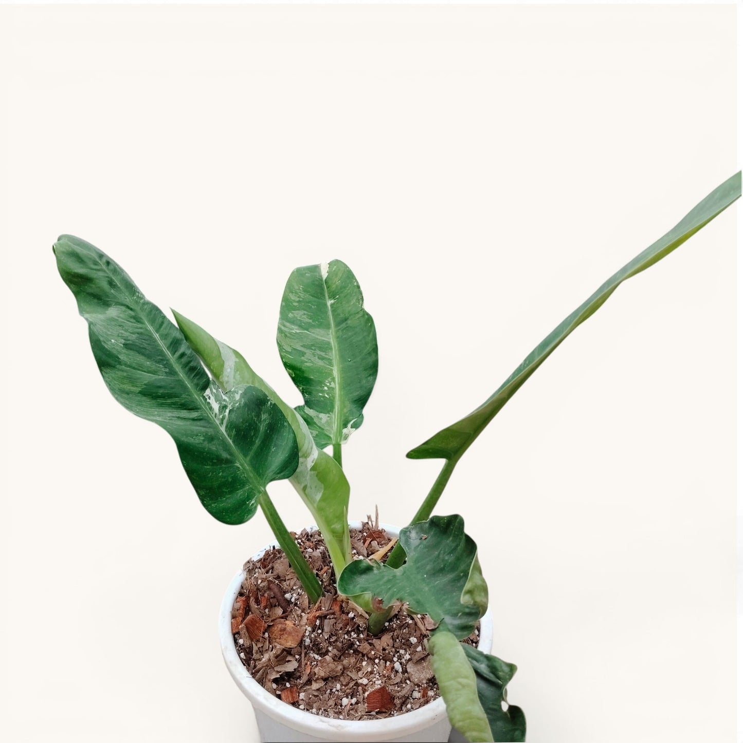 Rare Philodendron Orlando Variegated Hybrid - 12-20 Inches Big Size Live Plant (1 Piece Only)