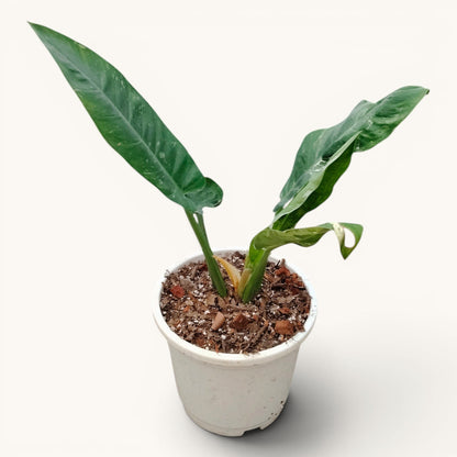 Rare Philodendron Orlando Variegated Hybrid - 12-20 Inches Big Size Live Plant (1 Piece Only)