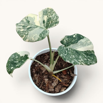 Monstera Kimberley Variegated 8–15 Inch Rare Plant