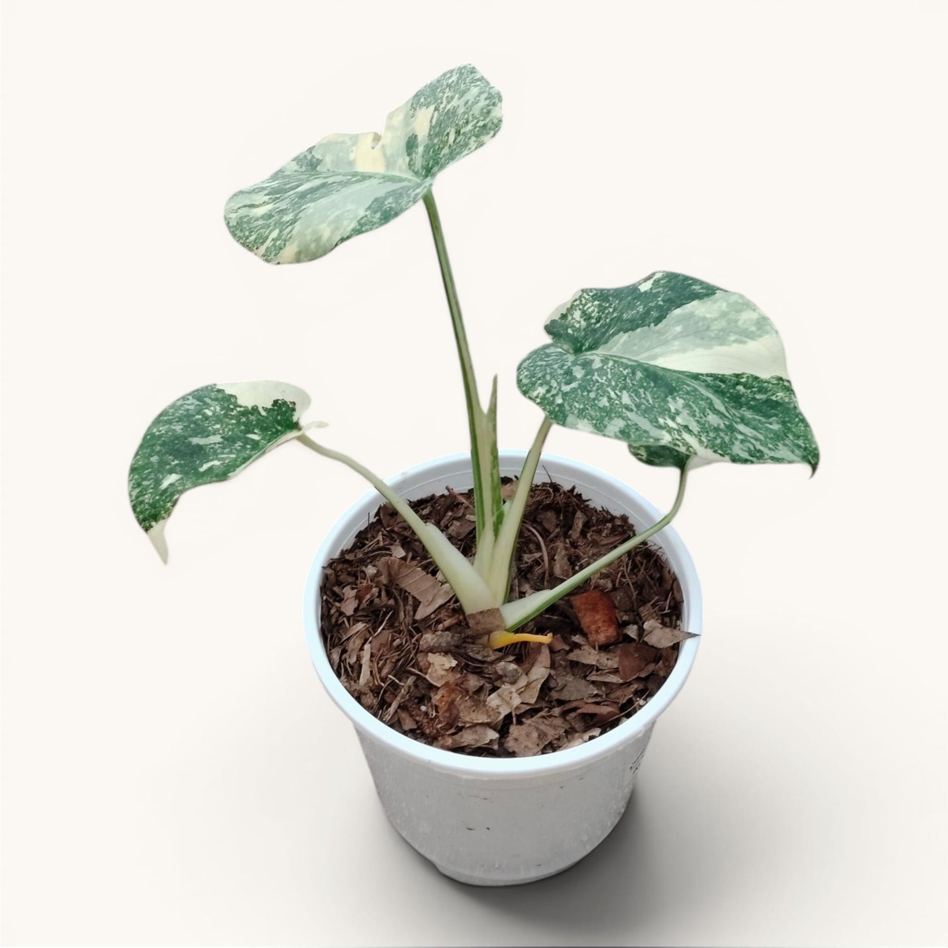 Monstera Kimberley Variegated 8–15 Inch Rare Plant