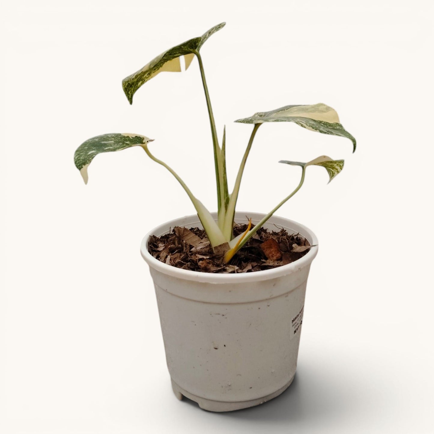 Monstera Kimberley Variegated 8–15 Inch Rare Plant