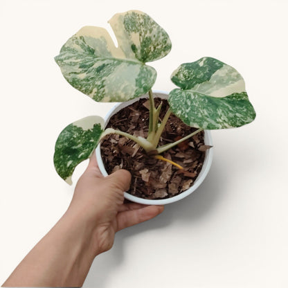 Monstera Kimberley Variegated 8–15 Inch Rare Plant