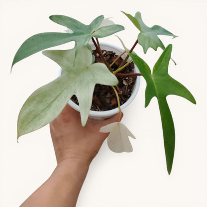Philodendron Florida Beauty Ghost Mint Variegated Mature Live Plant | 6–8 Inch Tall | 10–15 Inch Diameter | Rare Indoor Plant - Bare-Rooted