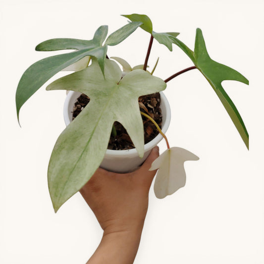 Philodendron Florida Beauty Ghost Mint Variegated Mature Live Plant | 6–8 Inch Tall | 10–15 Inch Diameter | Rare Indoor Plant - Bare-Rooted