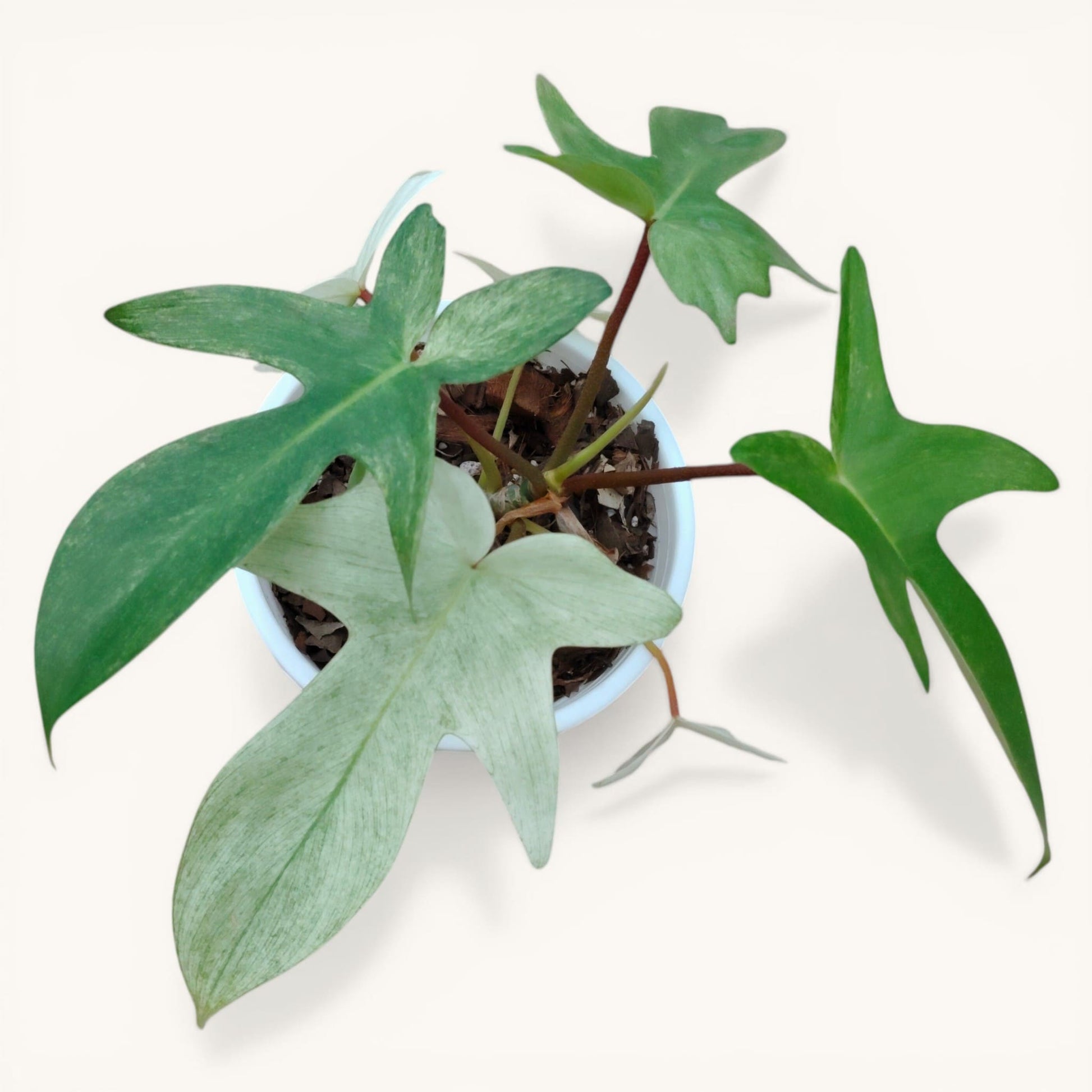 Philodendron Florida Beauty Ghost Mint Variegated Mature Live Plant | 6–8 Inch Tall | 10–15 Inch Diameter | Rare Indoor Plant - Bare-Rooted