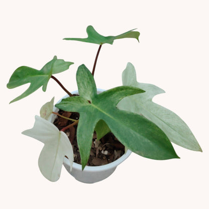 Philodendron Florida Beauty Ghost Mint Variegated Mature Live Plant | 6–8 Inch Tall | 10–15 Inch Diameter | Rare Indoor Plant - Bare-Rooted
