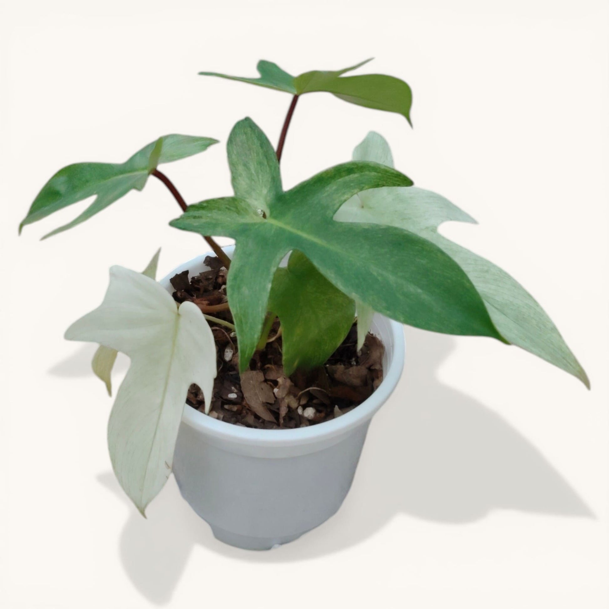Philodendron Florida Beauty Ghost Mint Variegated Mature Live Plant | 6–8 Inch Tall | 10–15 Inch Diameter | Rare Indoor Plant - Bare-Rooted