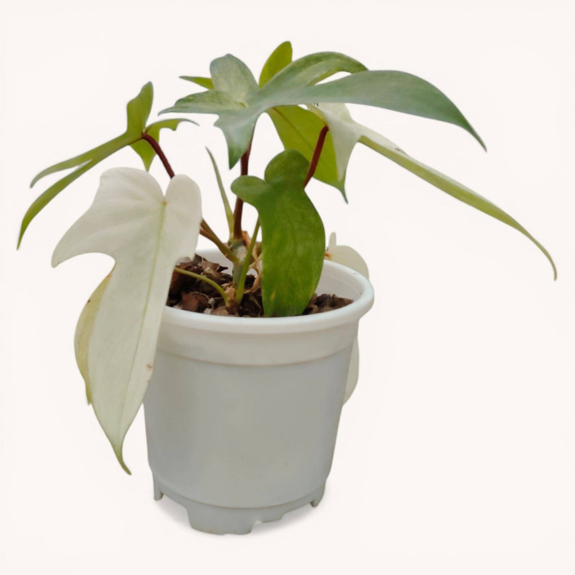 Philodendron Florida Beauty Ghost Mint Variegated Mature Live Plant | 6–8 Inch Tall | 10–15 Inch Diameter | Rare Indoor Plant - Bare-Rooted