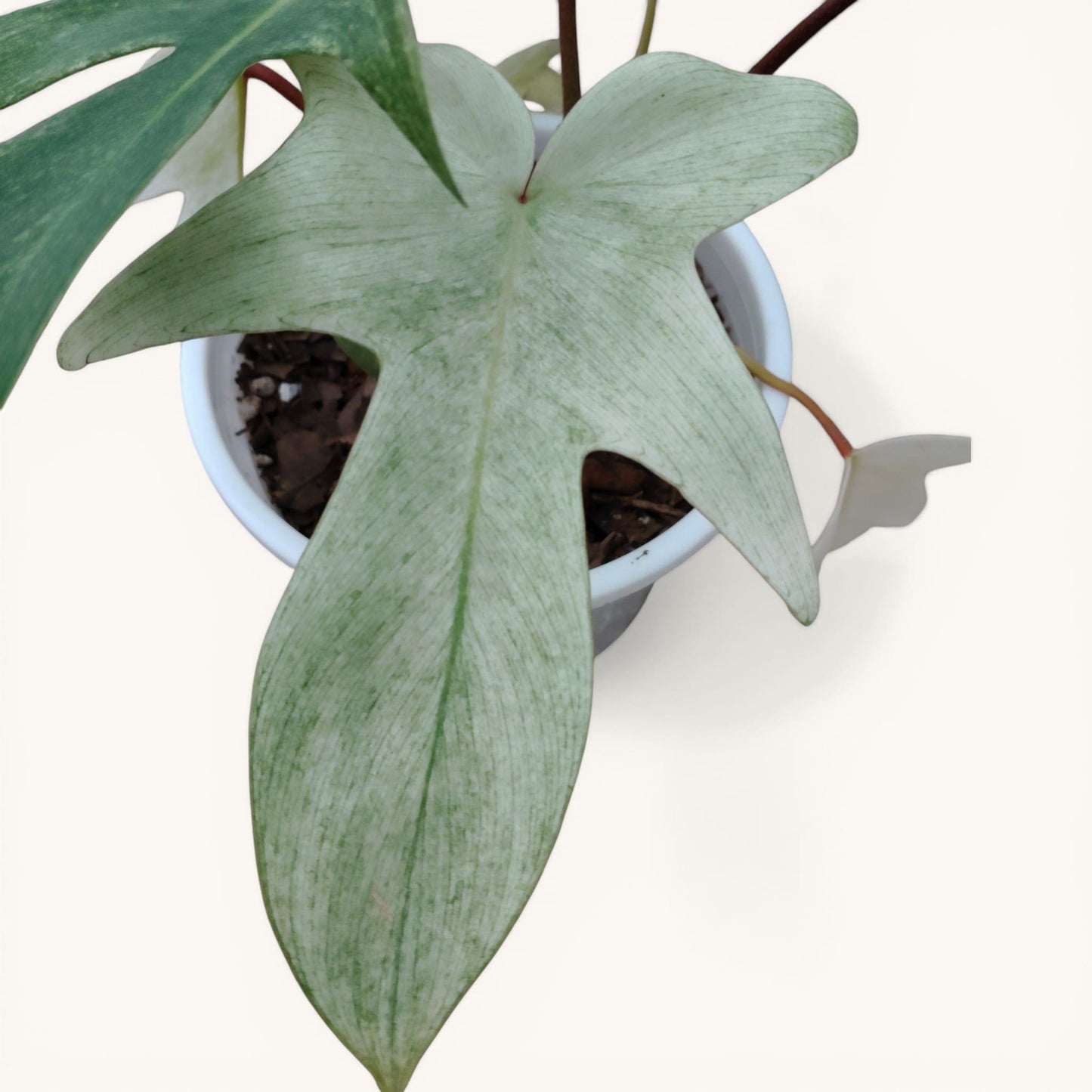 Philodendron Florida Beauty Ghost Mint Variegated Mature Live Plant | 6–8 Inch Tall | 10–15 Inch Diameter | Rare Indoor Plant - Bare-Rooted
