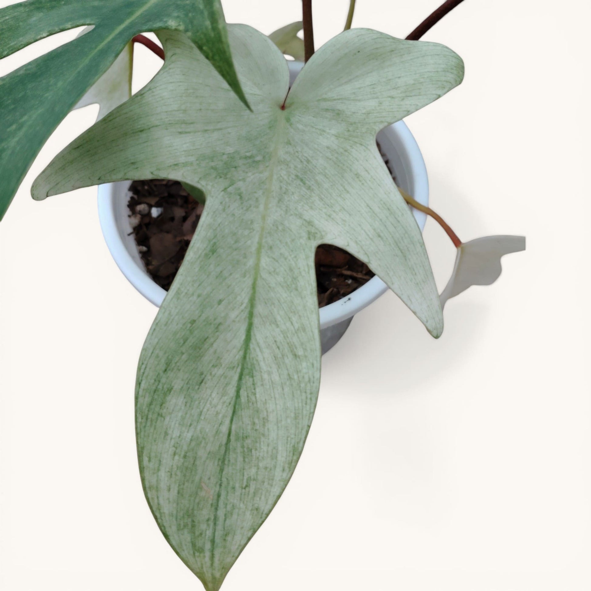 Philodendron Florida Beauty Ghost Mint Variegated Mature Live Plant | 6–8 Inch Tall | 10–15 Inch Diameter | Rare Indoor Plant - Bare-Rooted